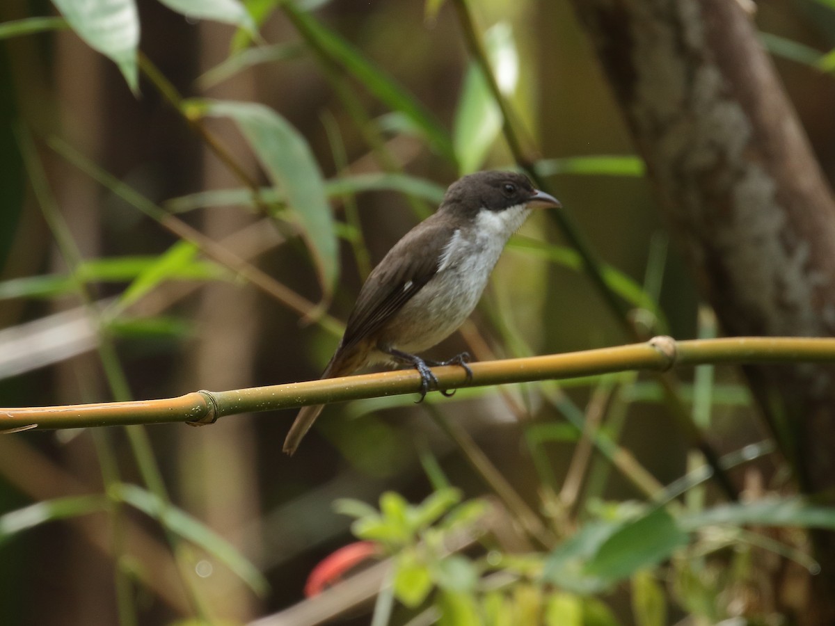 Puerto Rican Tanager - ML616337178