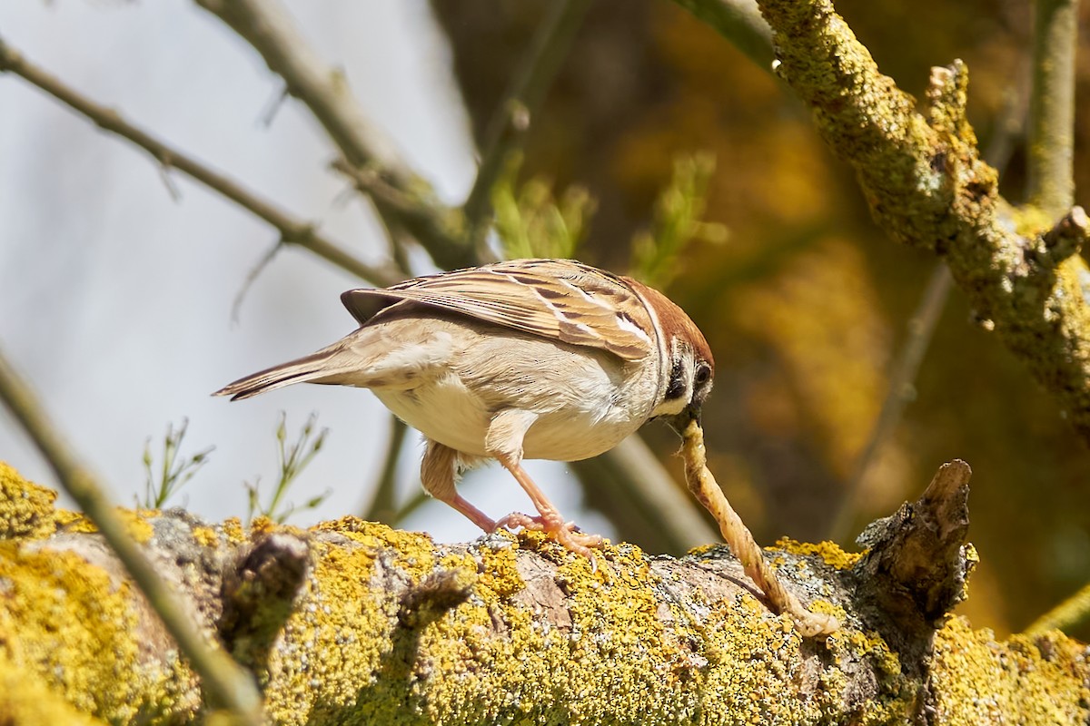 Eurasian Tree Sparrow - Luis Manso
