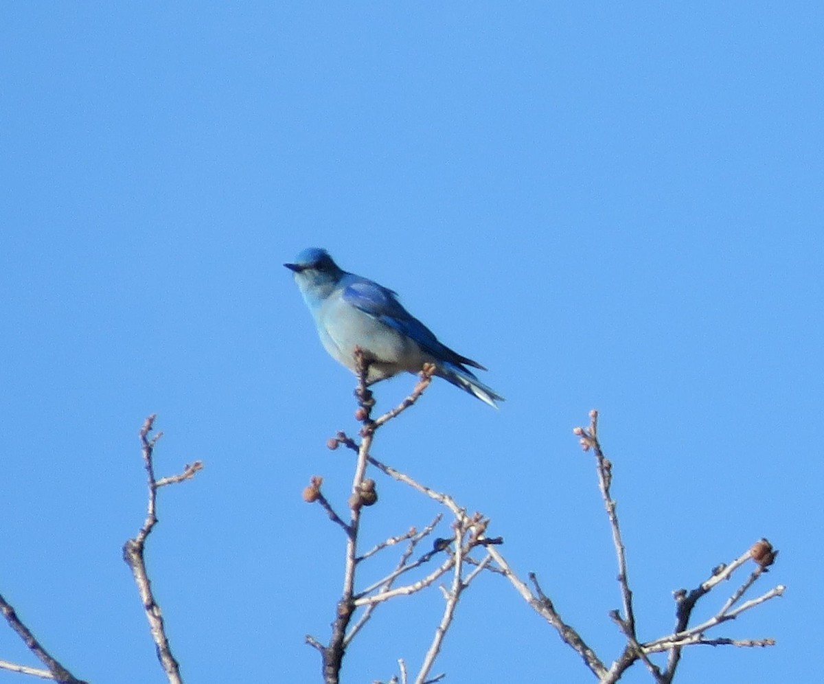 Mountain Bluebird - ML616337276