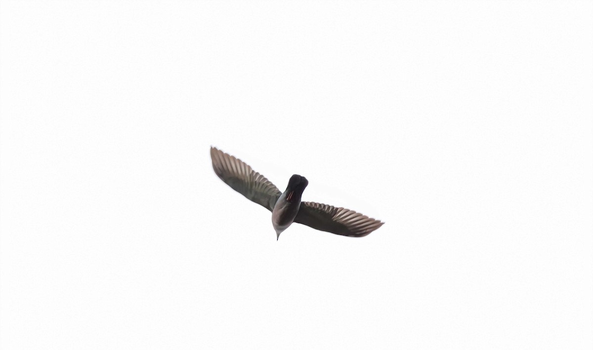 Plain Pigeon - ML616337314