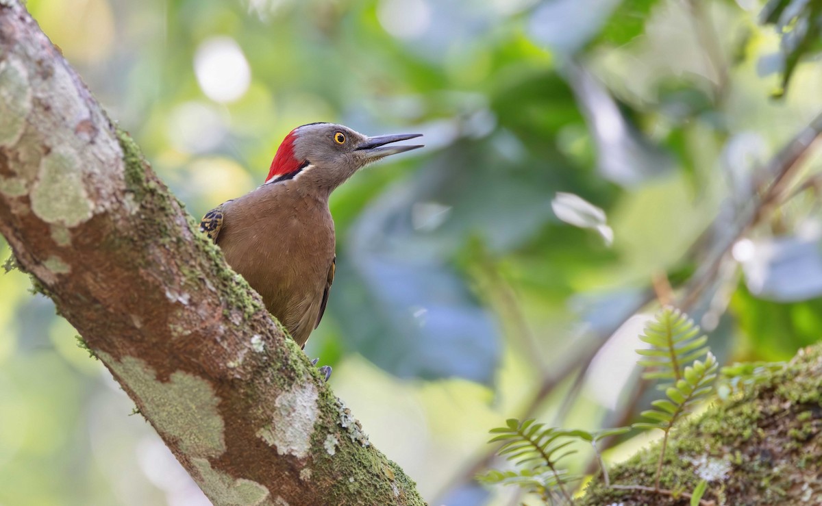 Hispaniolan Woodpecker - ML616337341