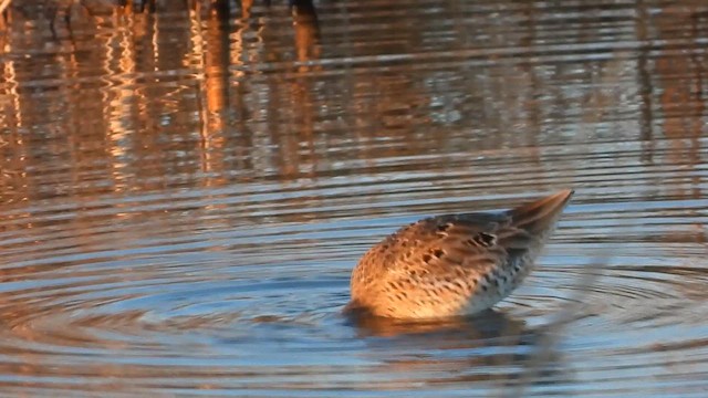 Long-billed Dowitcher - ML616337404