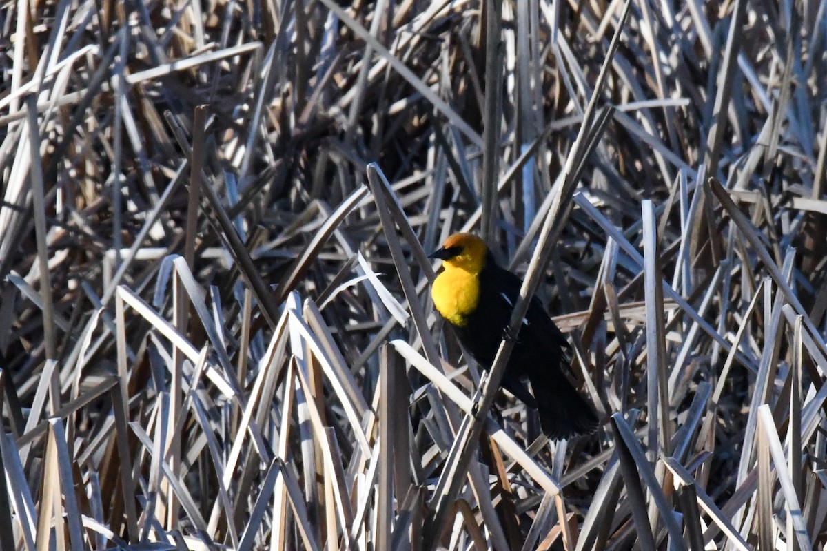 Yellow-headed Blackbird - ML616337518