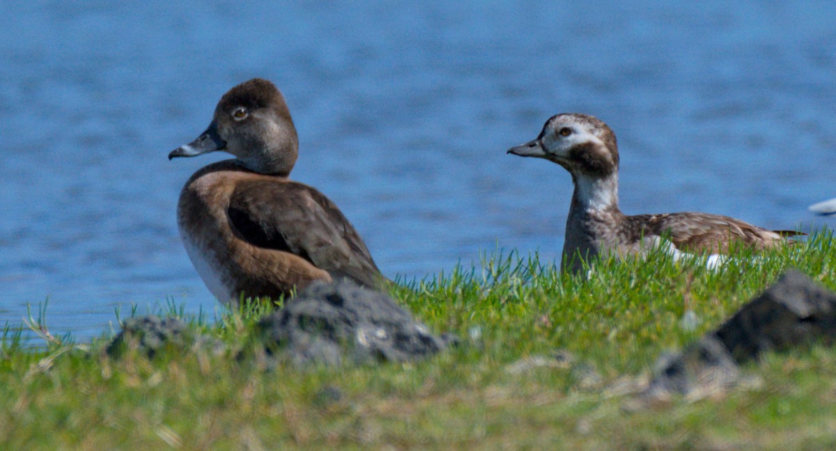Ring-necked Duck - ML616337569