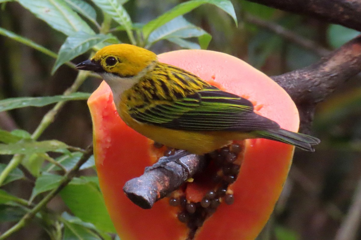 Silver-throated Tanager - Margaret Higbee