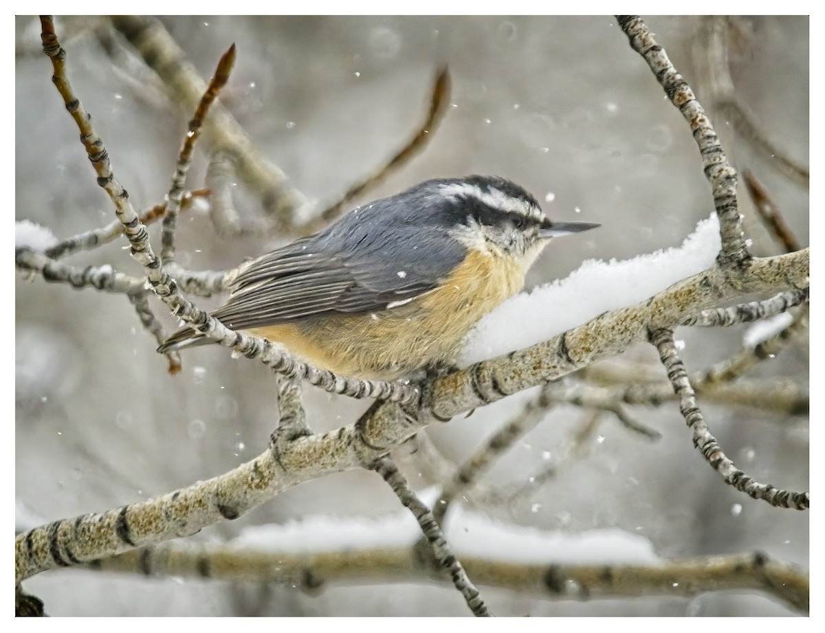 Red-breasted Nuthatch - ML616337860