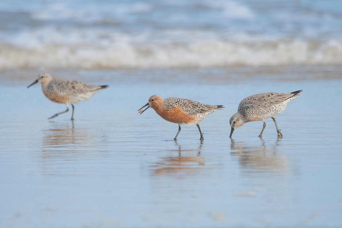 Red Knot - ML616337870