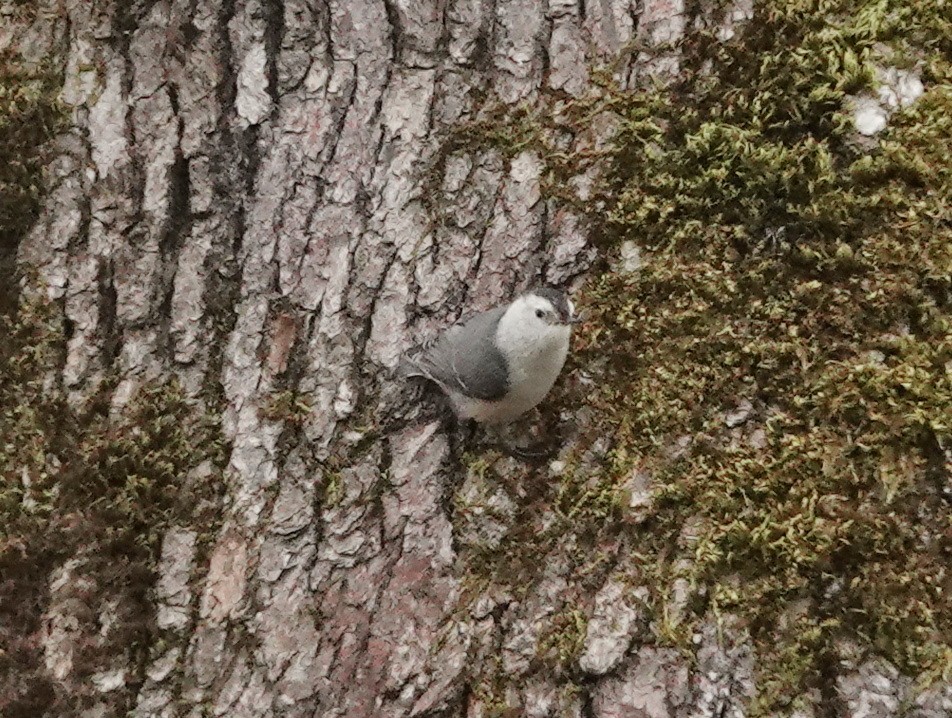 White-breasted Nuthatch - ML616337880