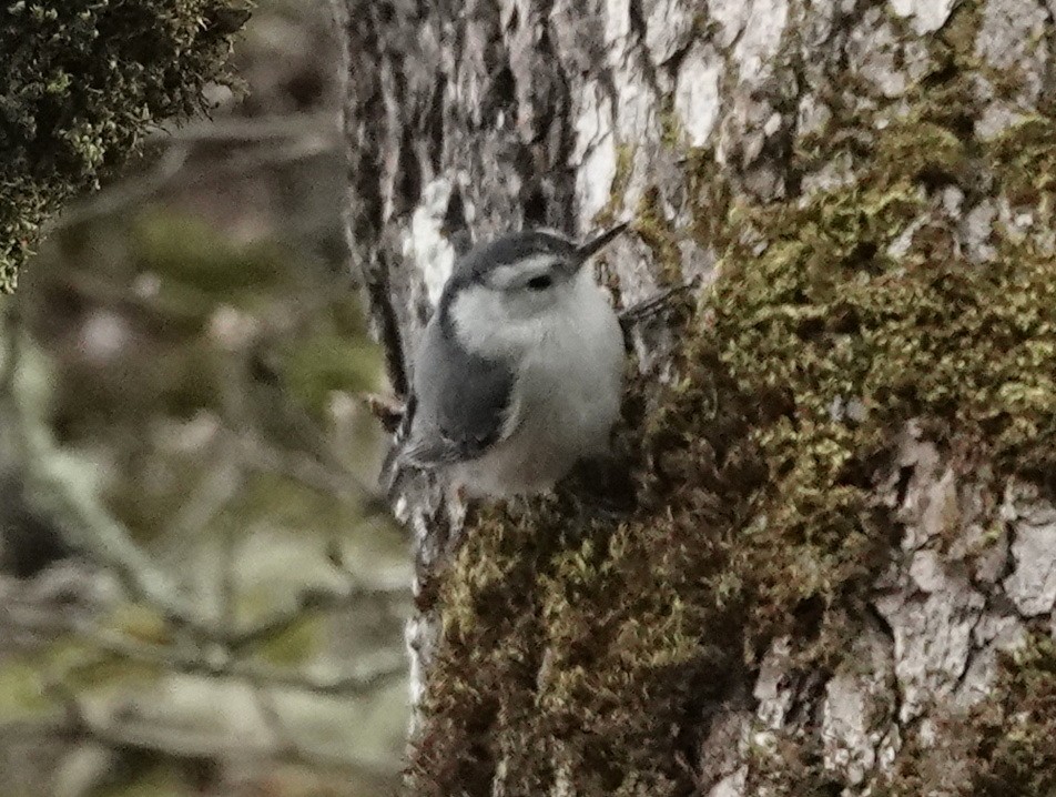 White-breasted Nuthatch - ML616337883
