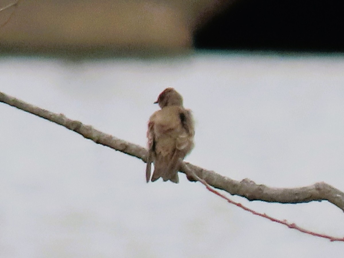 Northern Rough-winged Swallow - Joan Mashburn