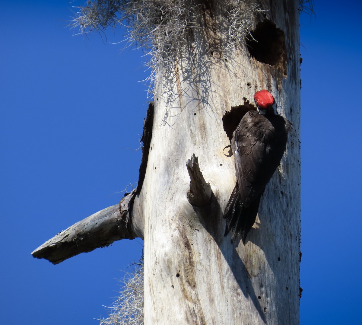 Pileated Woodpecker - ML616338003