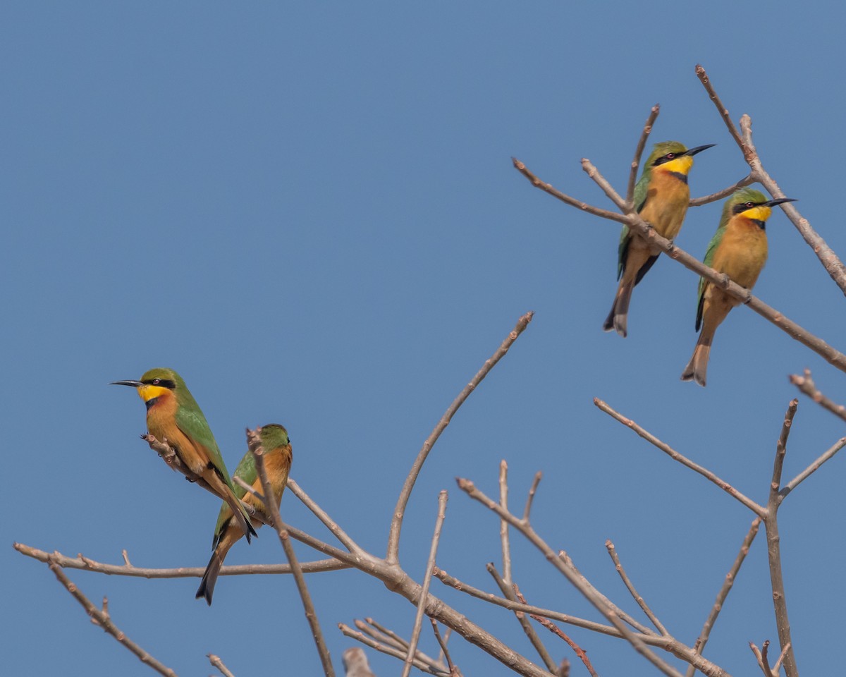 Little Bee-eater - ML616338050
