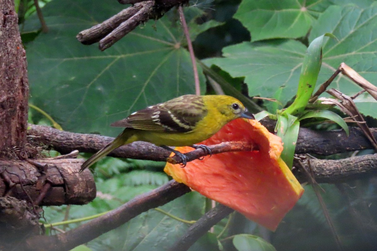 Flame-colored Tanager - ML616338051