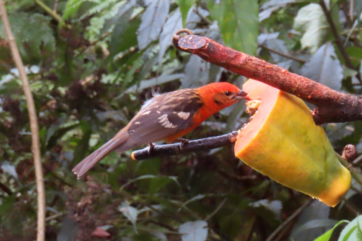 Flame-colored Tanager - Margaret Higbee
