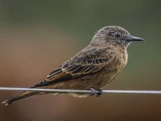  - Cliff Flycatcher