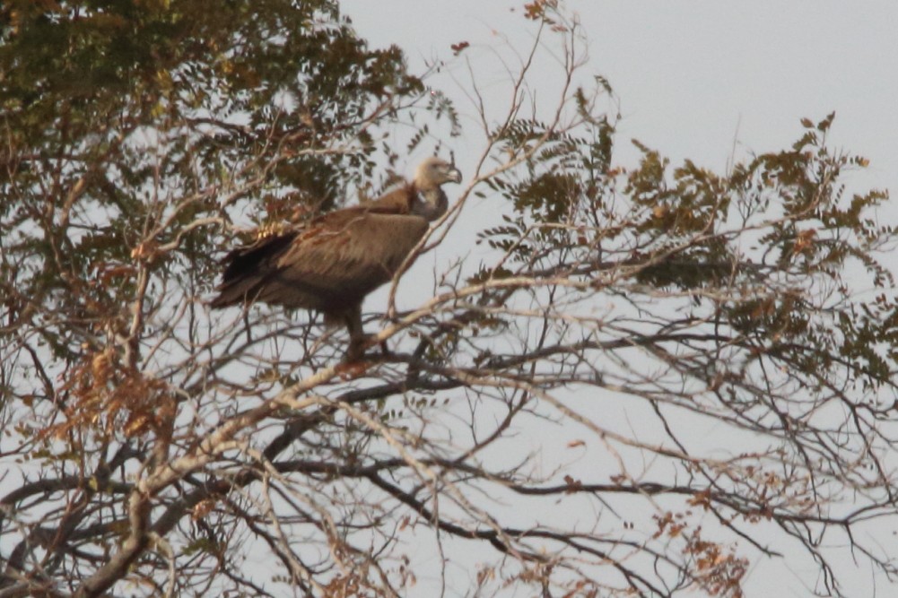 White-backed Vulture/Rüppell's Griffon - ML616338104