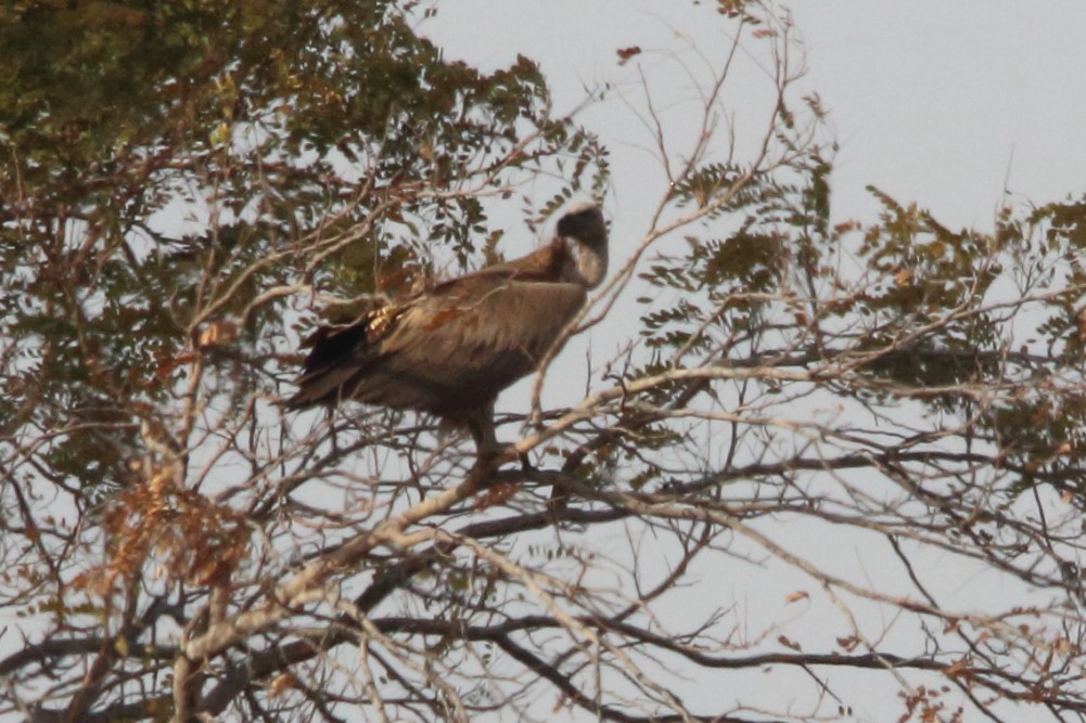 White-backed Vulture/Rüppell's Griffon - ML616338105