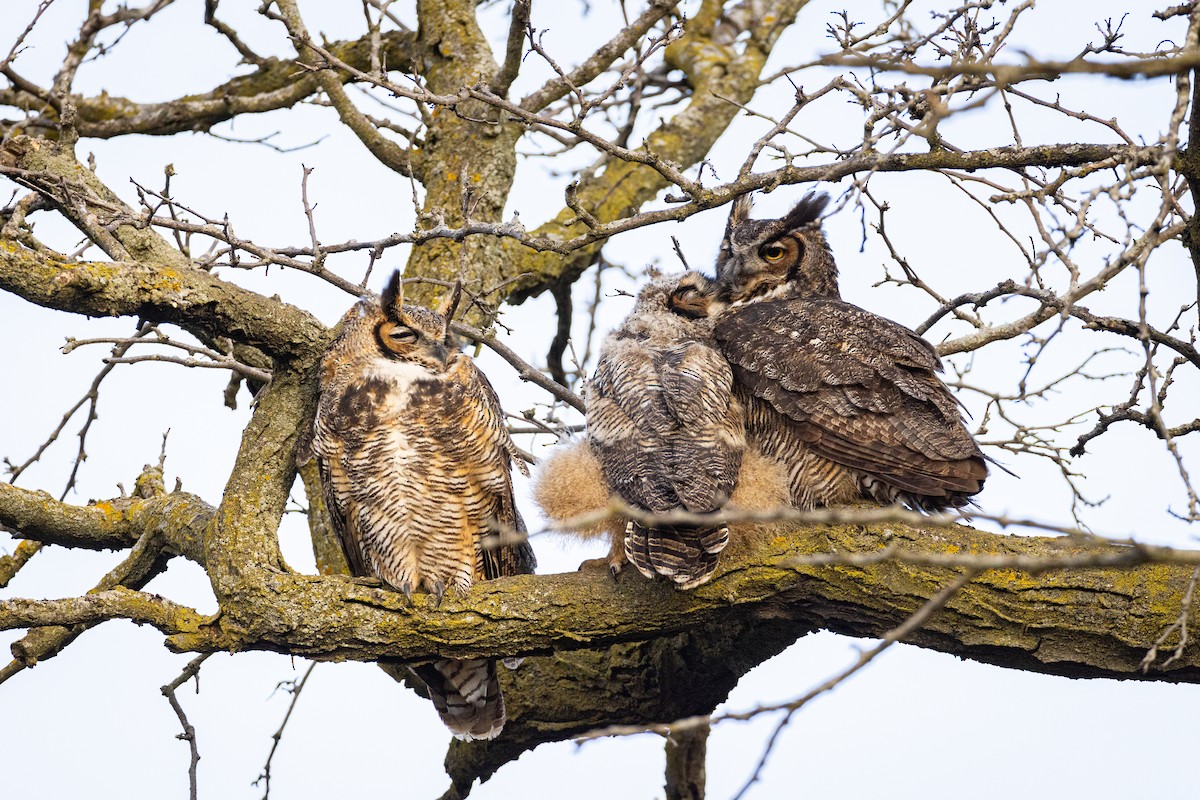 Great Horned Owl - ML616338215