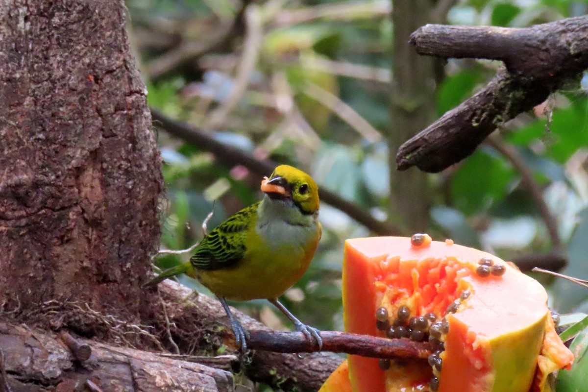 Silver-throated Tanager - ML616338256