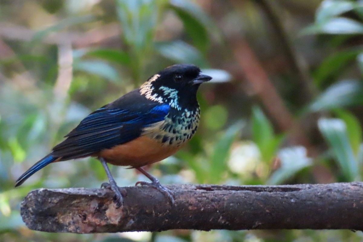 Spangle-cheeked Tanager - ML616338482