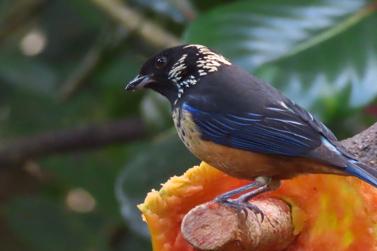 Spangle-cheeked Tanager - ML616338483
