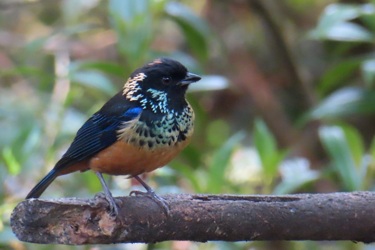 Spangle-cheeked Tanager - ML616338484