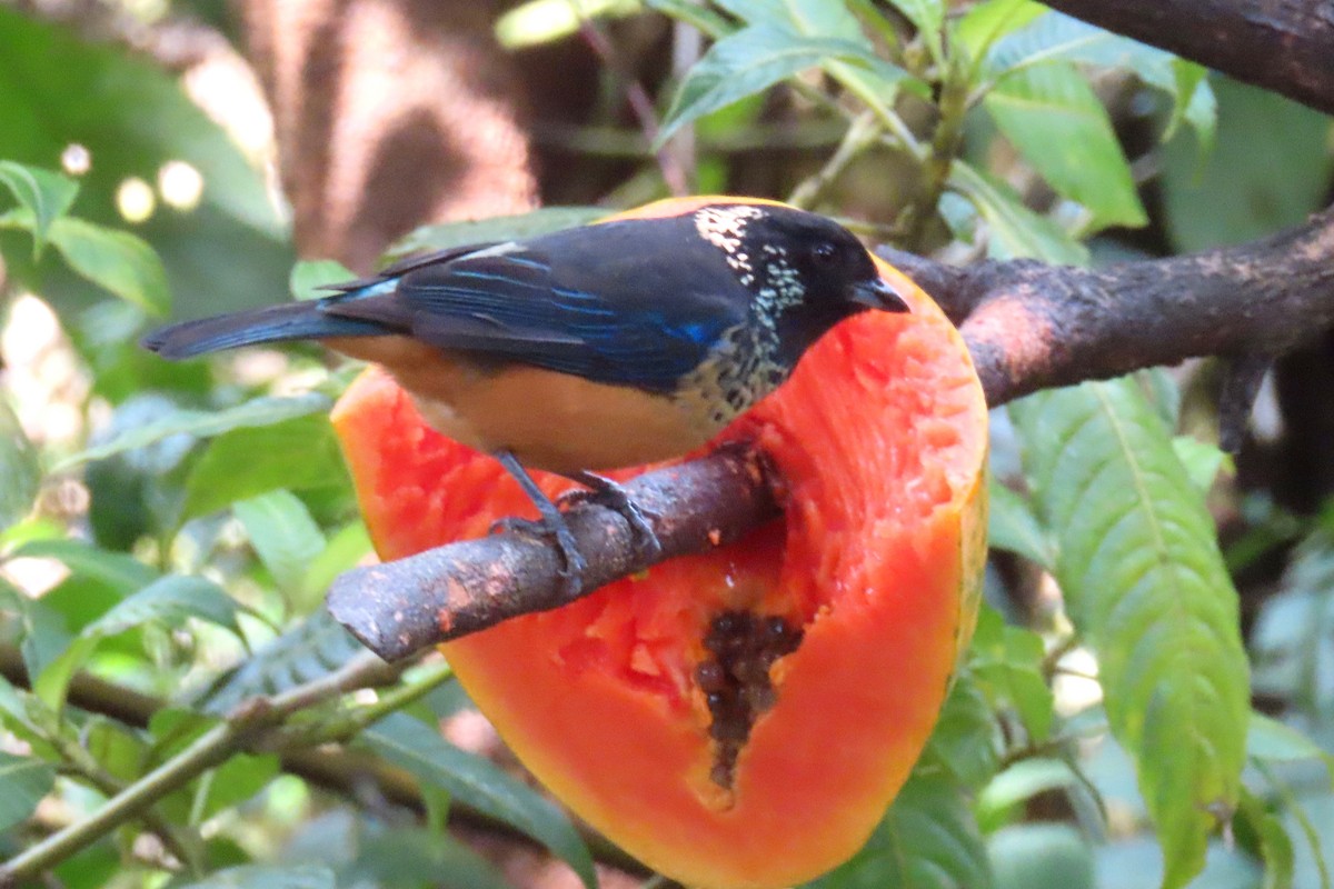 Spangle-cheeked Tanager - Margaret Higbee