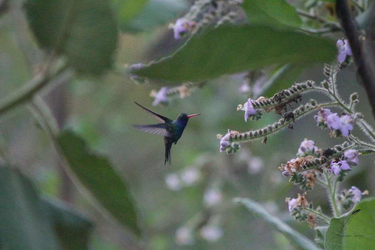 Turquoise-crowned Hummingbird - Mariana Zerega