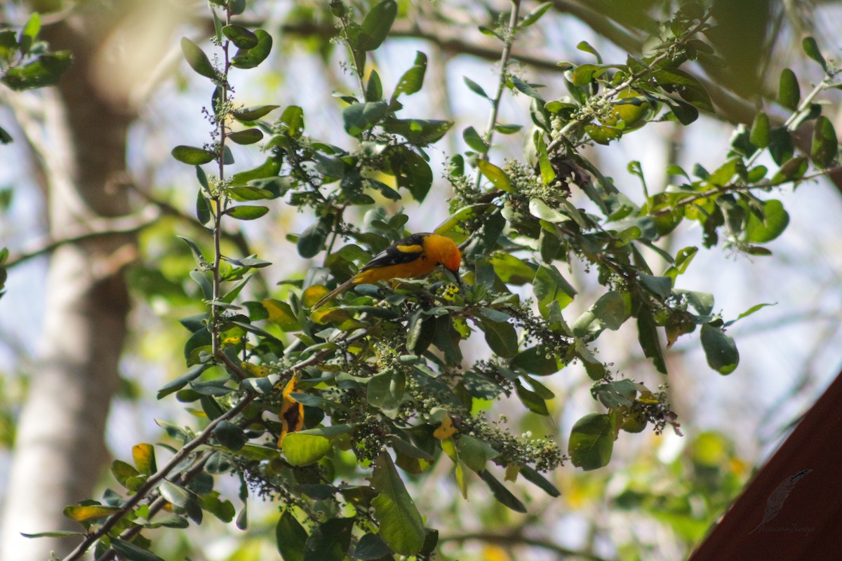 Spot-breasted Oriole - ML616338626