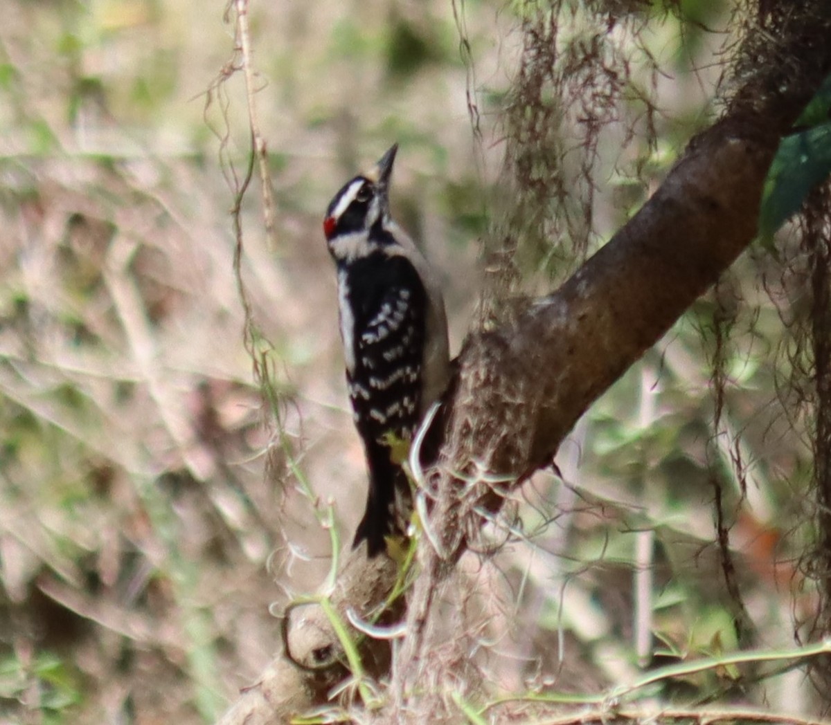 Downy Woodpecker - ML616338670