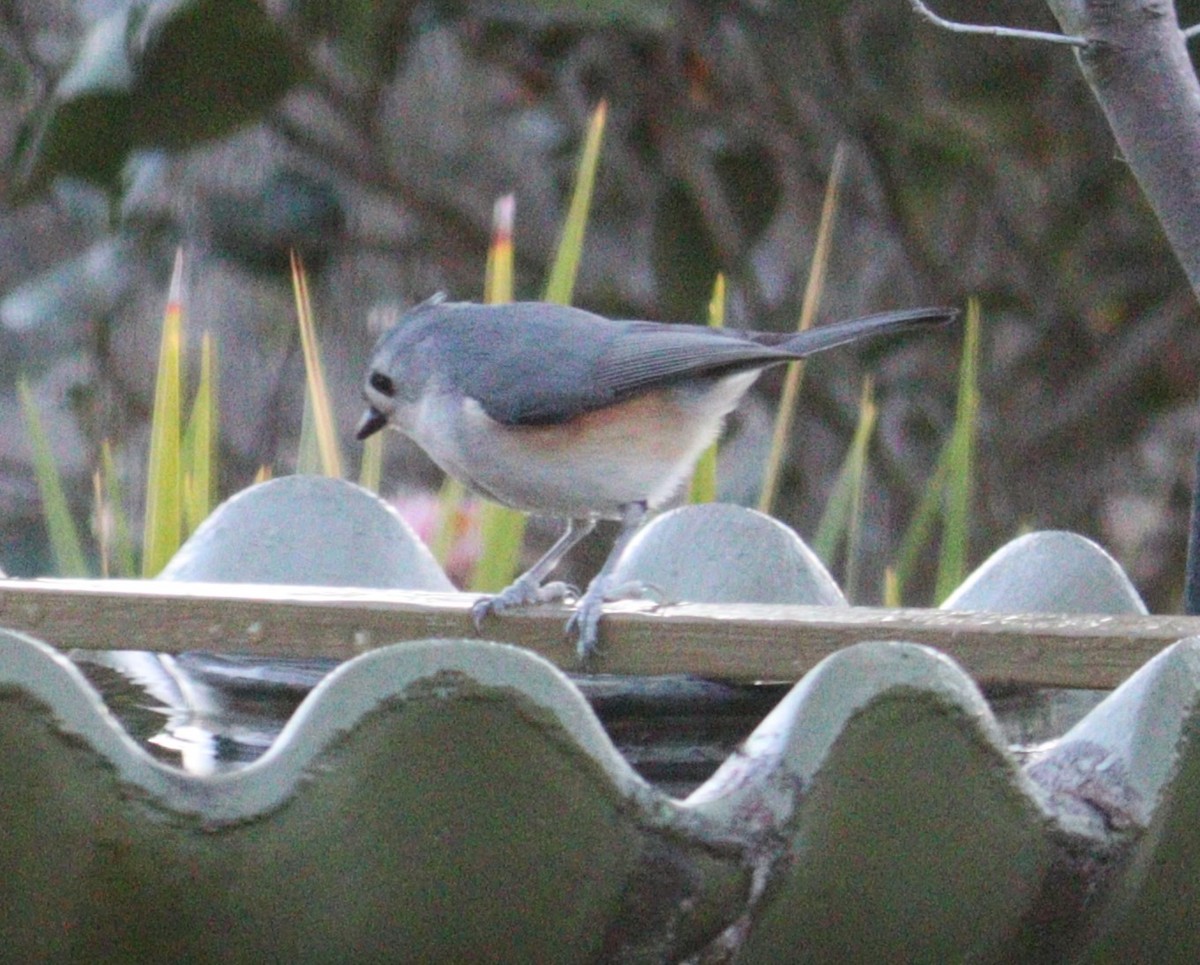 Tufted Titmouse - Nancy Crosby