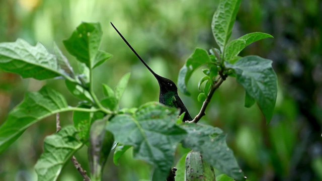 Sword-billed Hummingbird - ML616338779