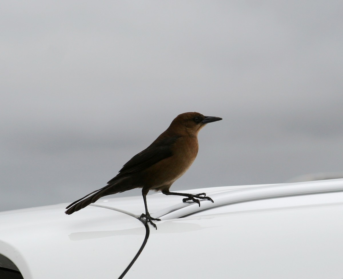 Boat-tailed Grackle - ML616338803