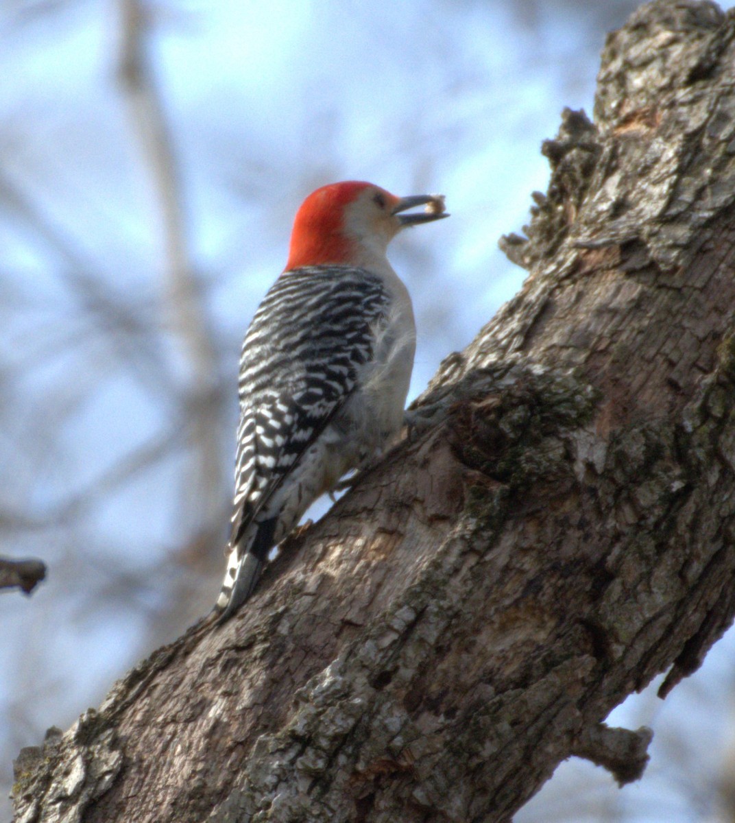 Red-bellied Woodpecker - ML616338983