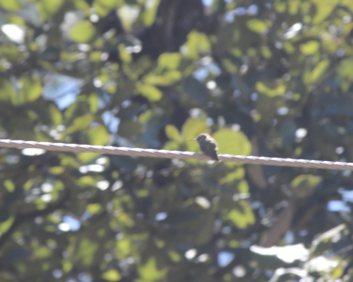 Broad-tailed Hummingbird - ML616339014
