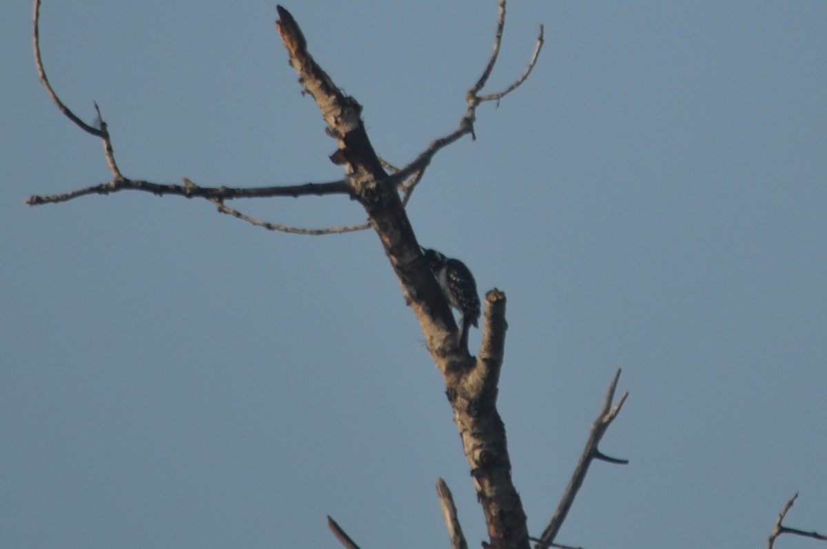 Hairy Woodpecker - ML616339018