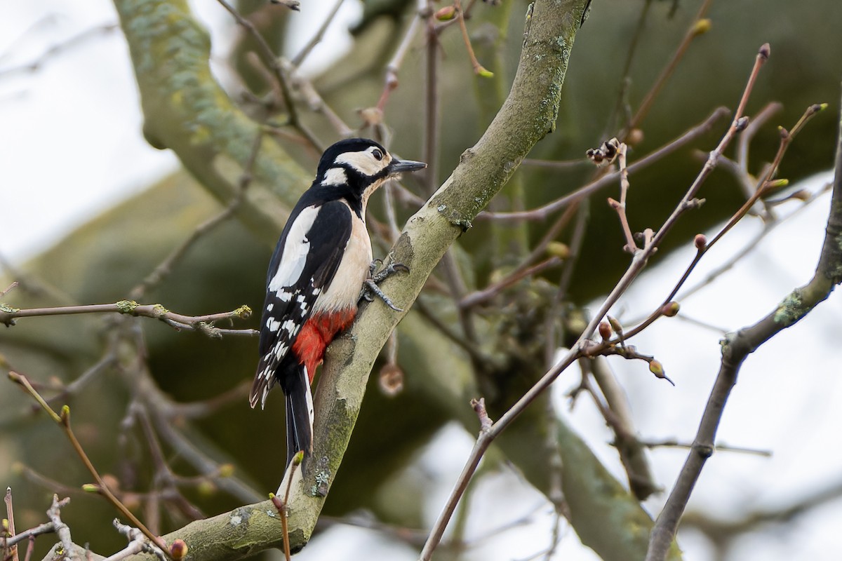 Great Spotted Woodpecker (Great Spotted) - ML616339026