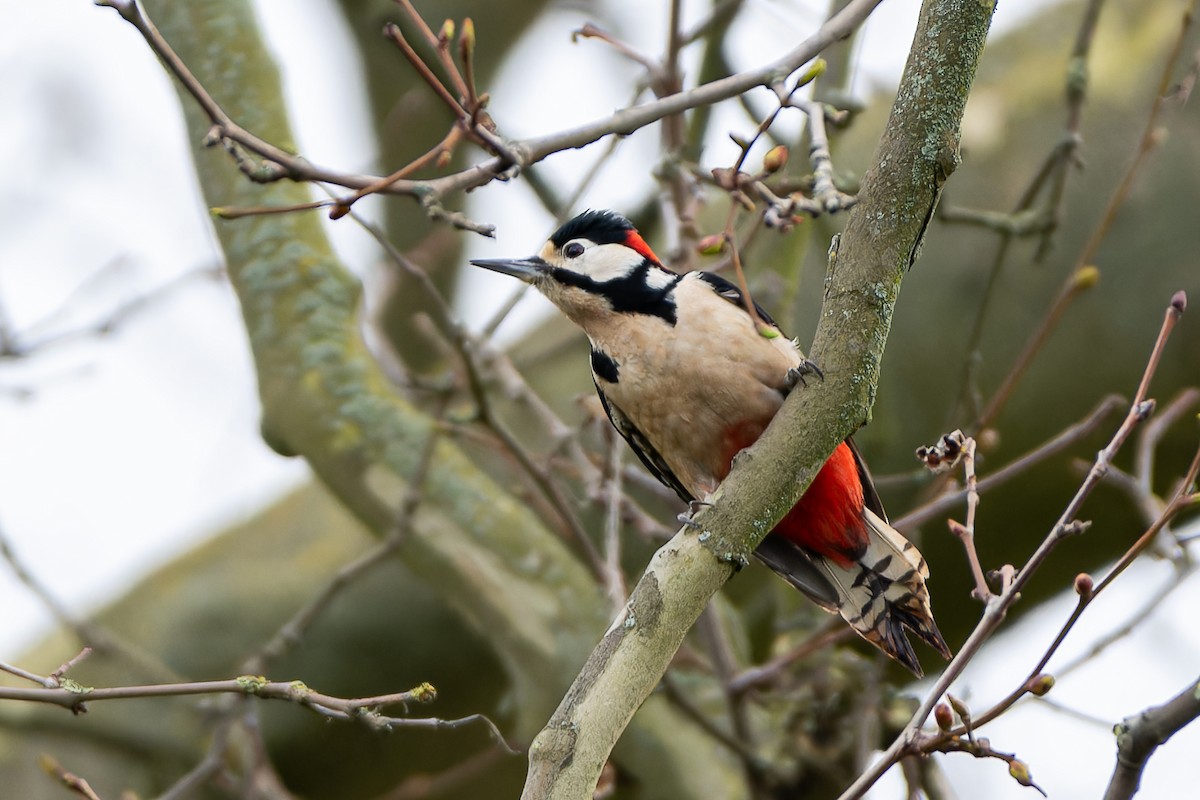 Great Spotted Woodpecker (Great Spotted) - ML616339027