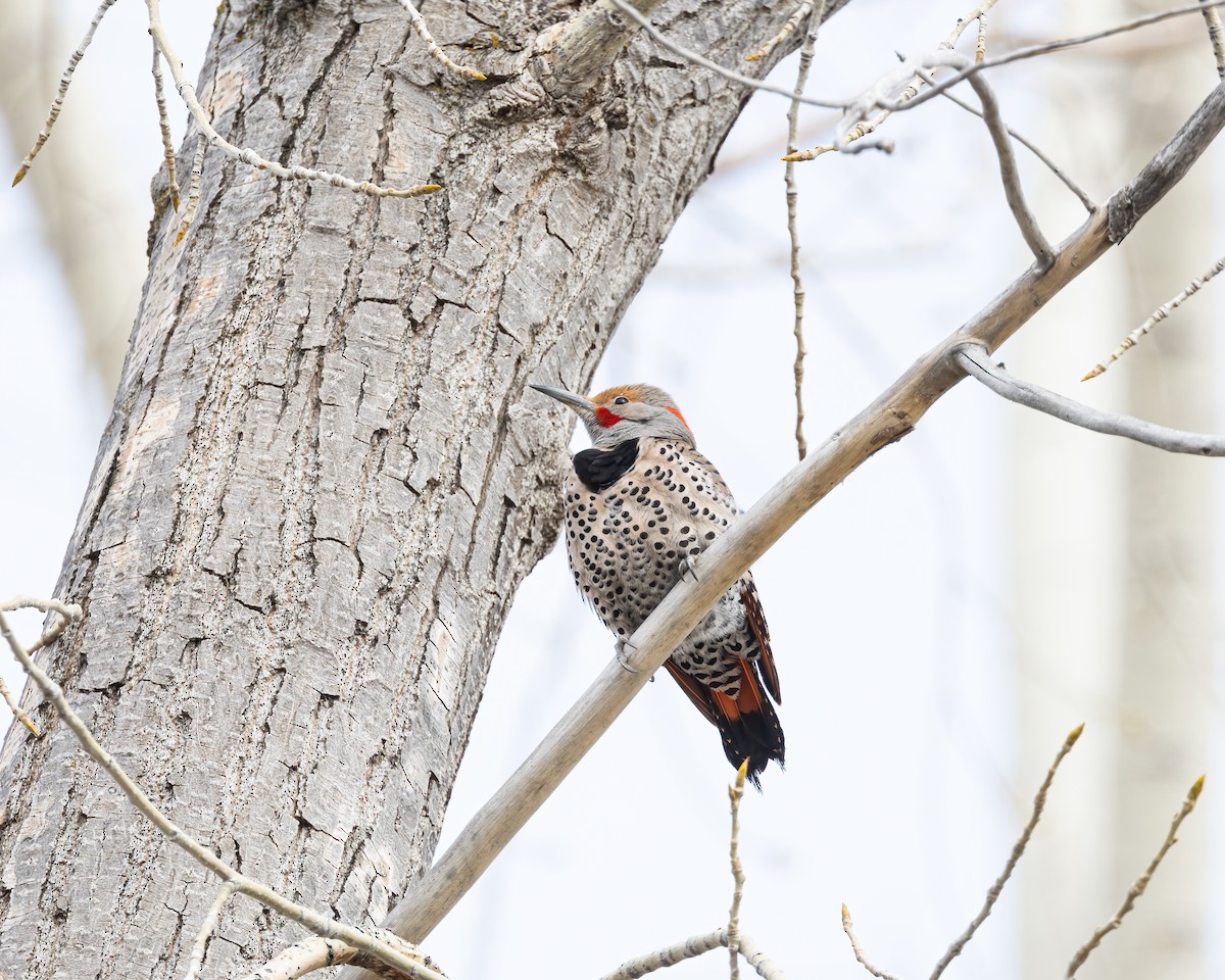 Northern Flicker (Yellow-shafted x Red-shafted) - ML616339074