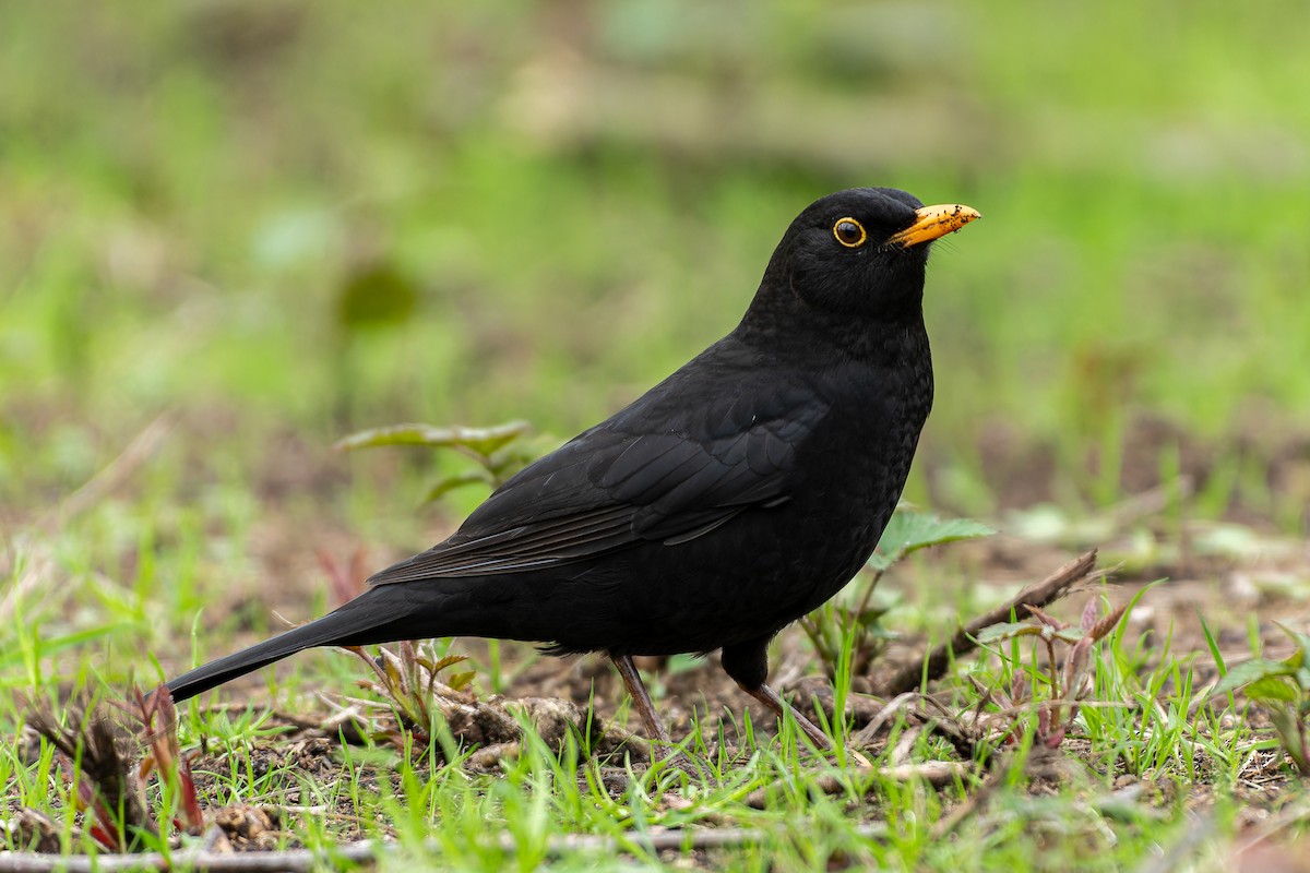Eurasian Blackbird - ML616339090