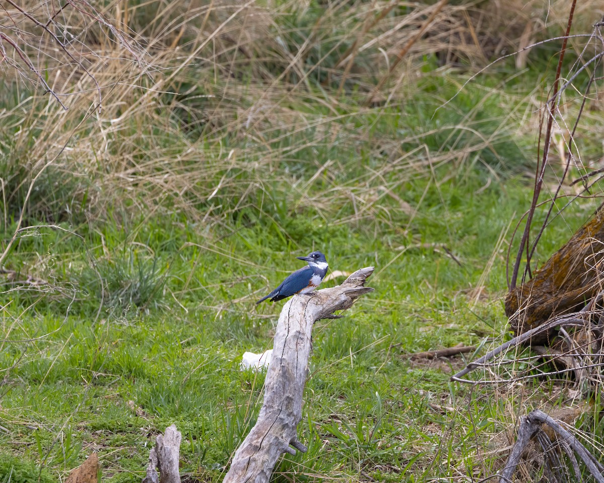 Belted Kingfisher - ML616339109