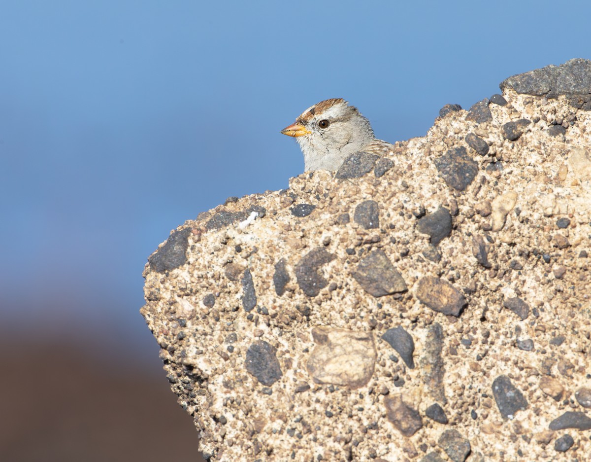 White-crowned Sparrow - ML616339113