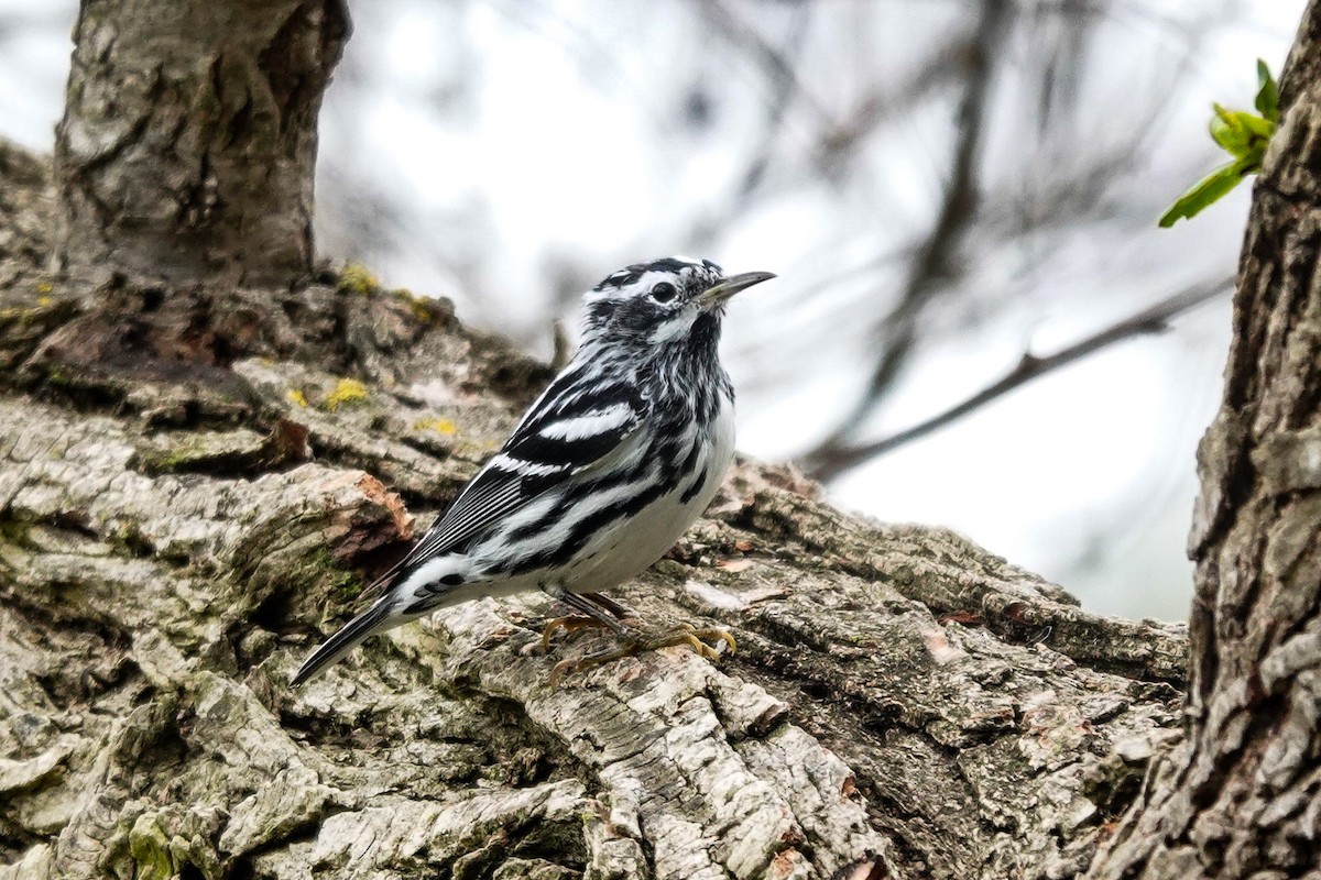 Black-and-white Warbler - ML616339116