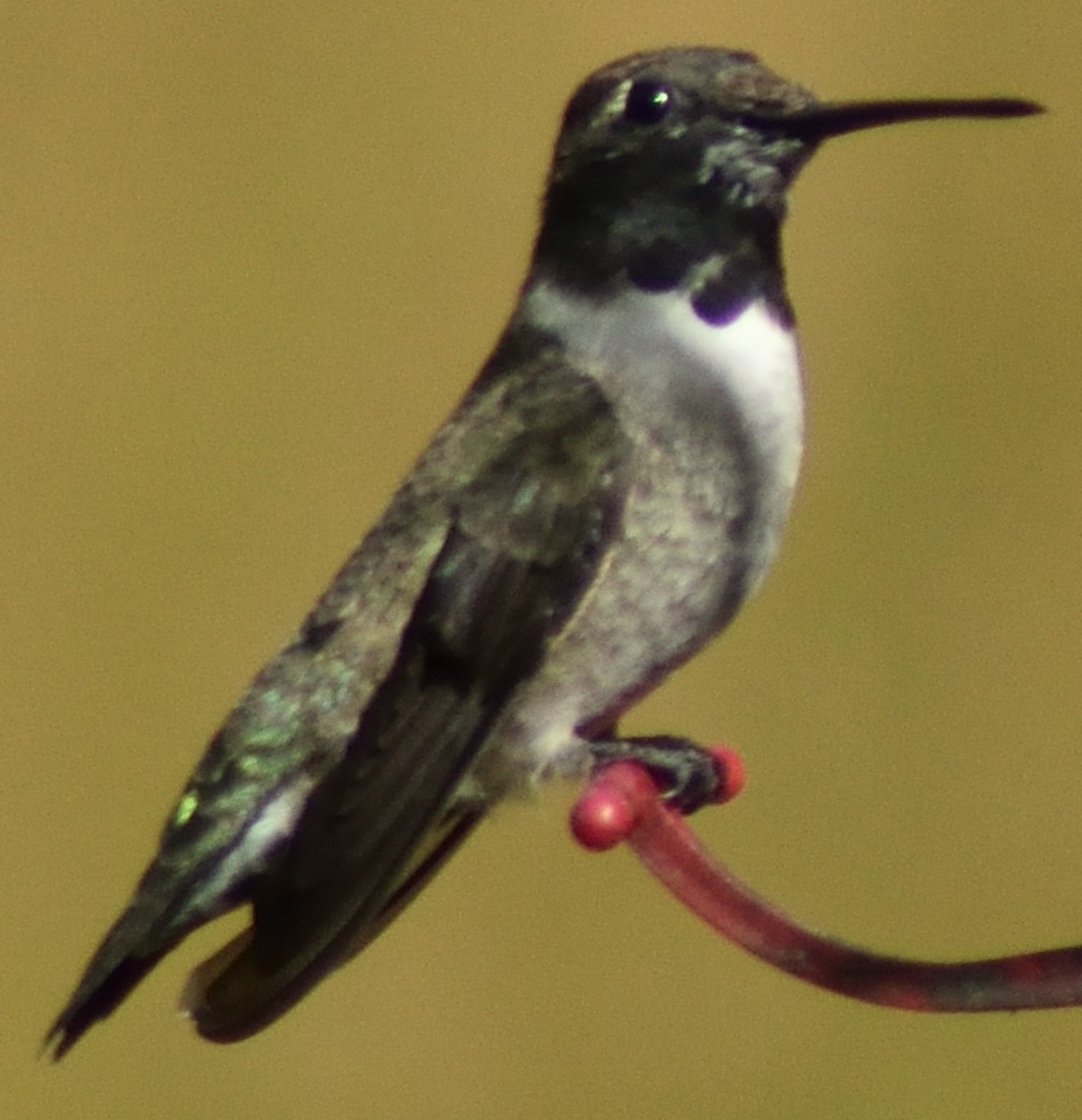 Black-chinned Hummingbird - ML616339119