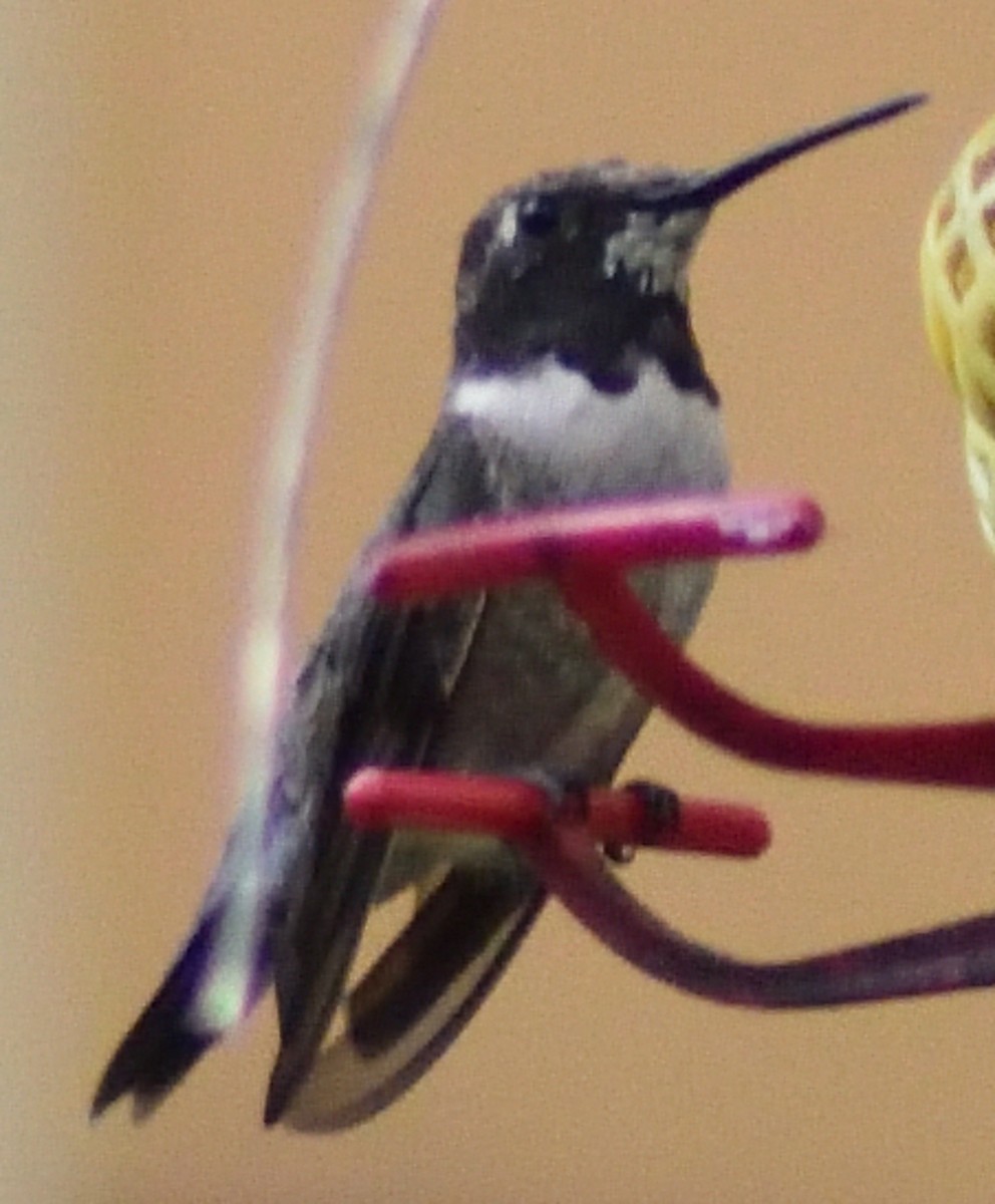 Black-chinned Hummingbird - Paul Conover