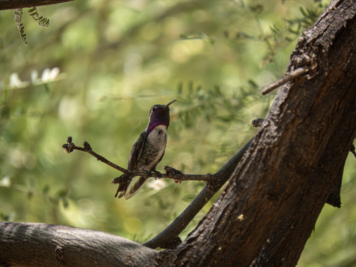 Costa's Hummingbird - ML616339175