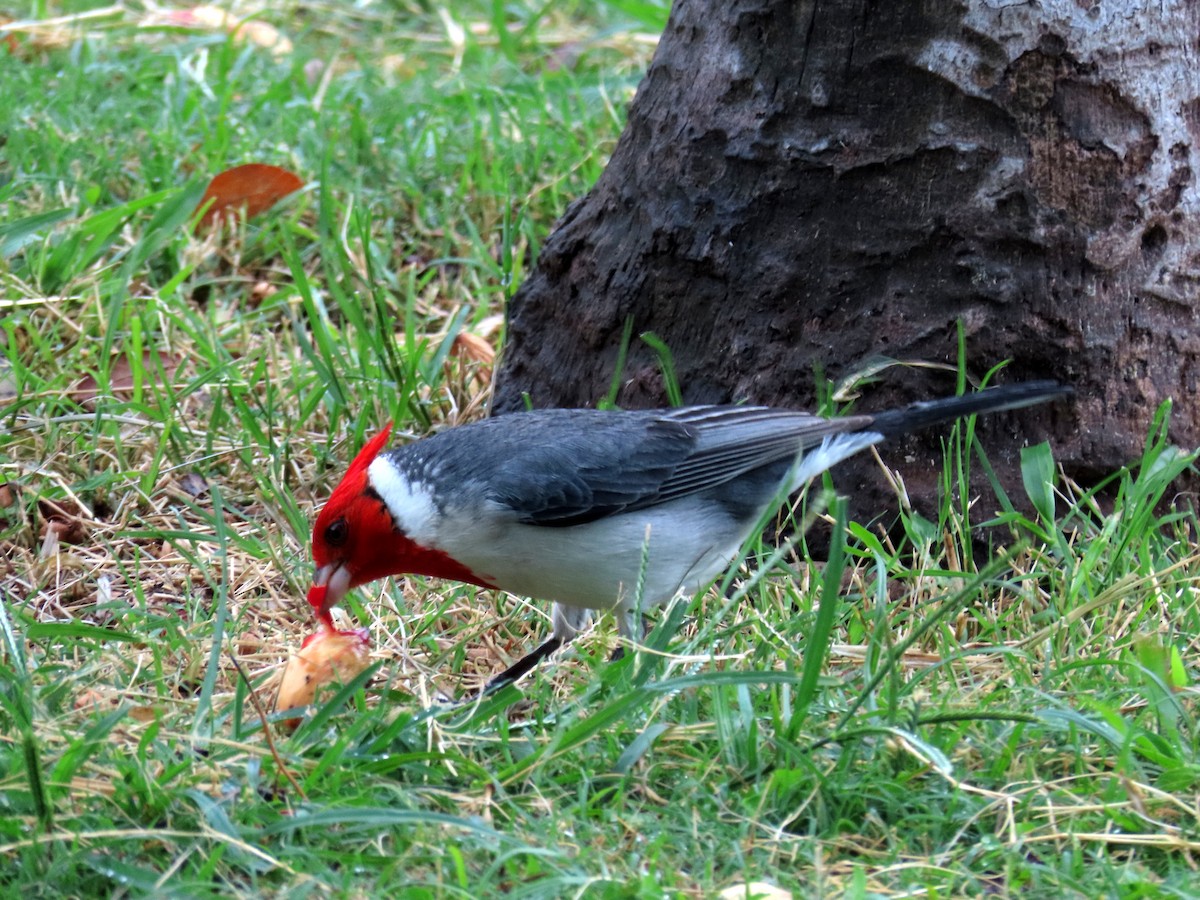 Red-crested Cardinal - ML616339185