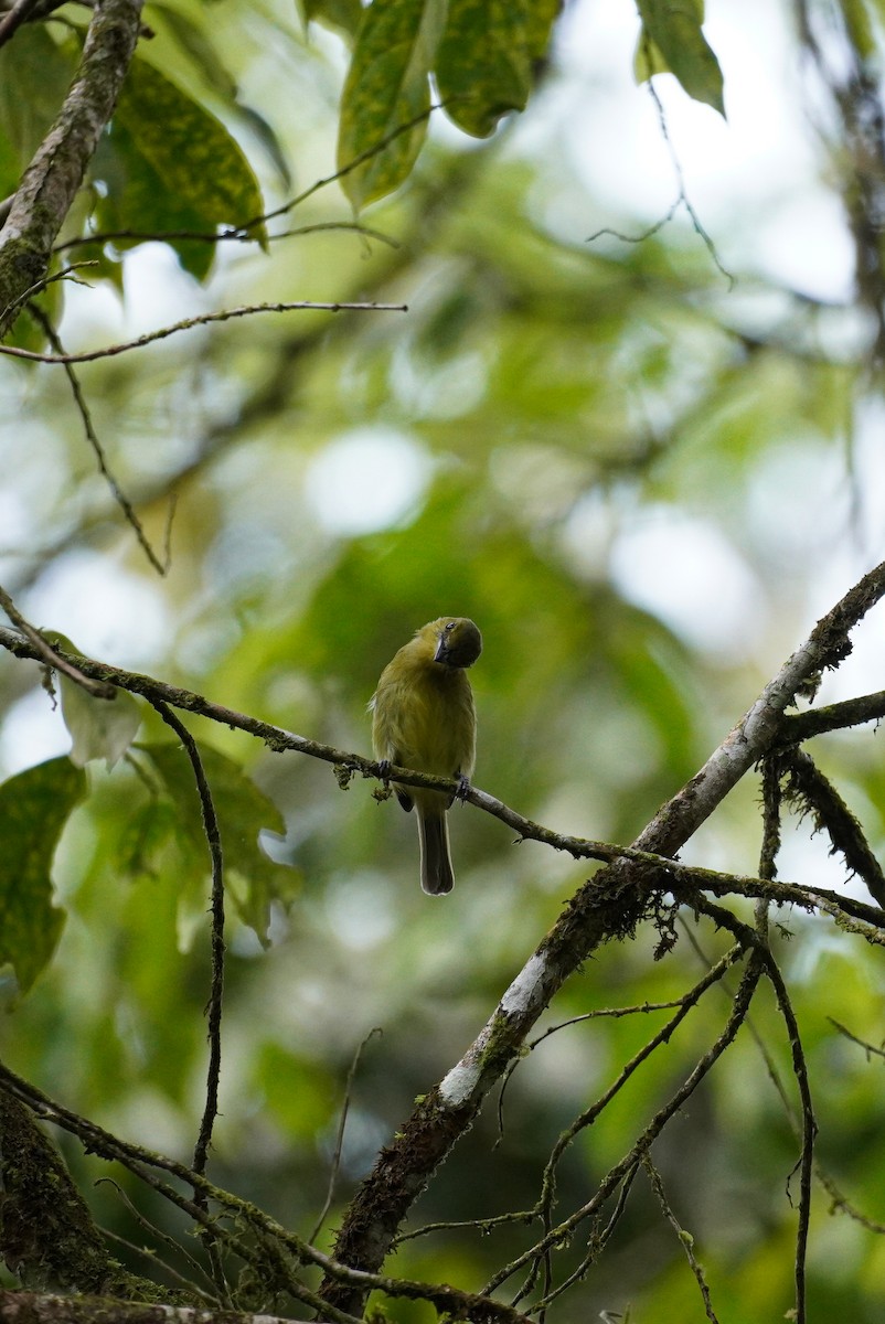 Olive-faced Flatbill - ML616339290