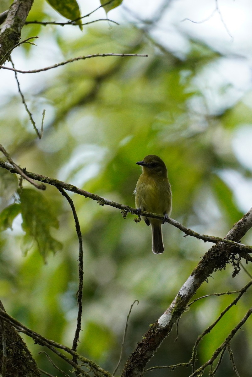 Olive-faced Flatbill - ML616339291