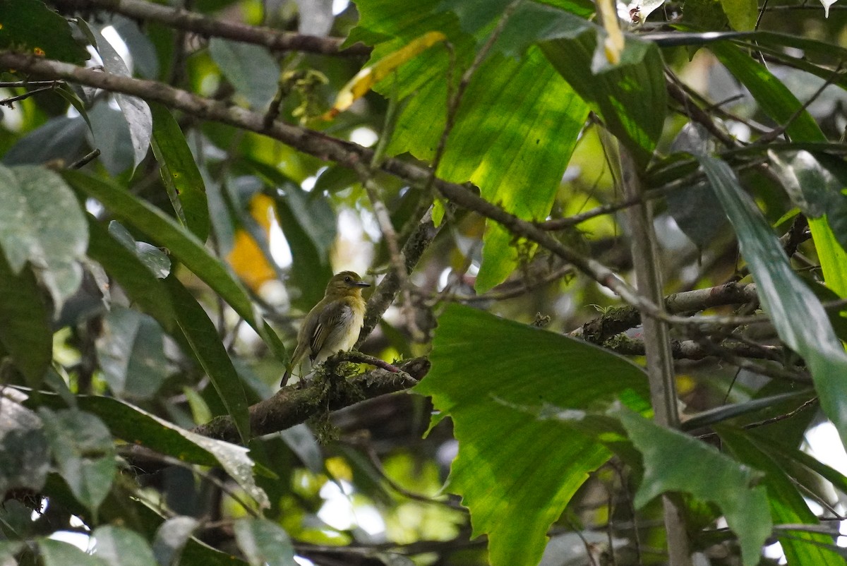 Olive-faced Flatbill - ML616339292